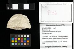 Foto (Objekt + Etiketten) von Eodromites sp. 